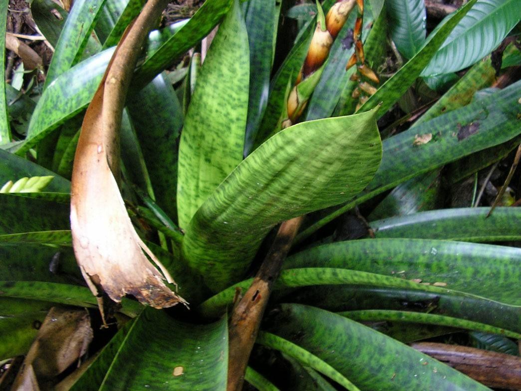 Werauhia kupperiana bark