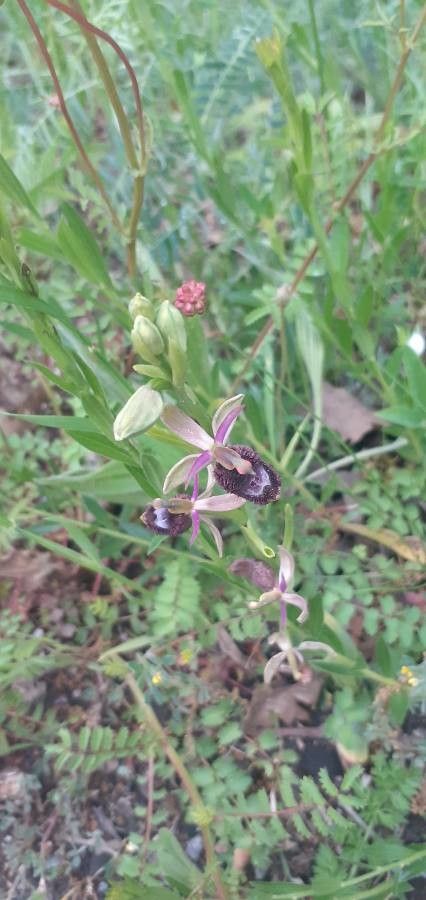 Ophrys bertolonii habit