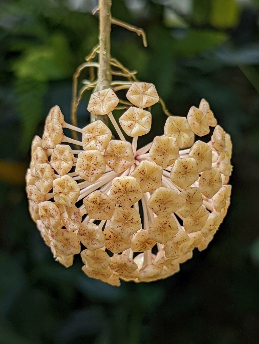 Hoya finlaysonii flower