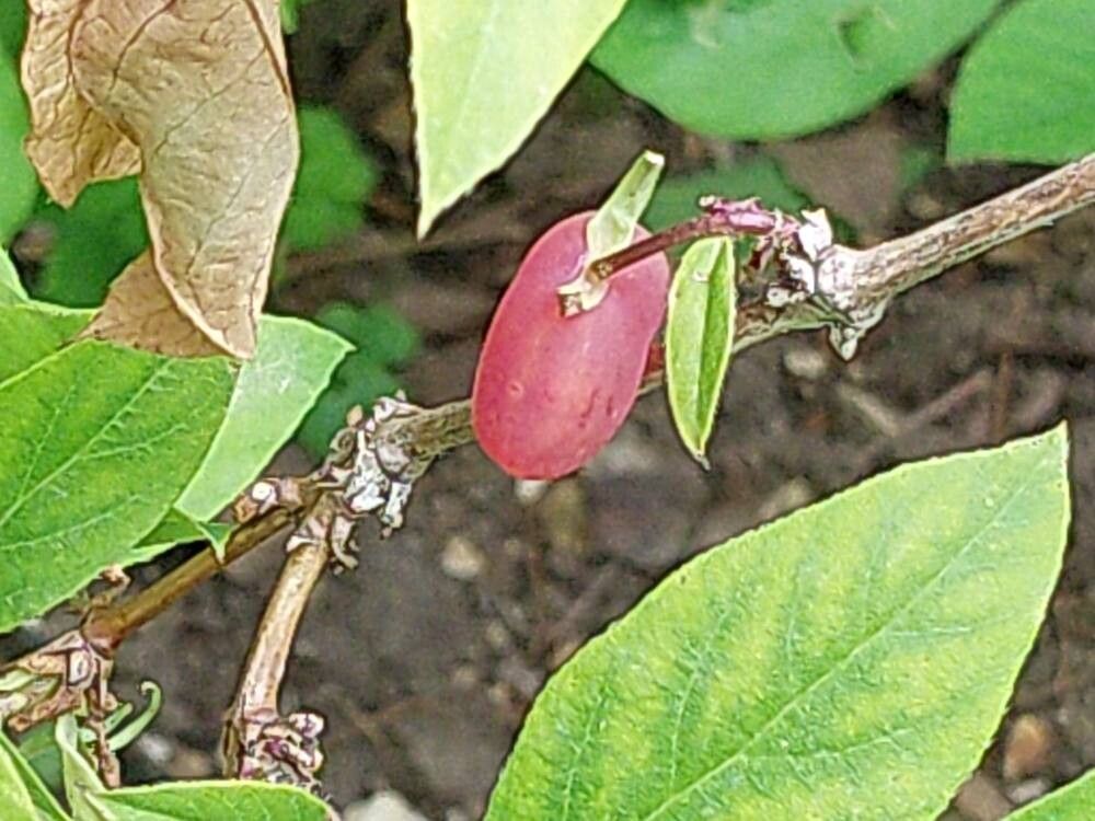 Lonicera × purpusii fruit