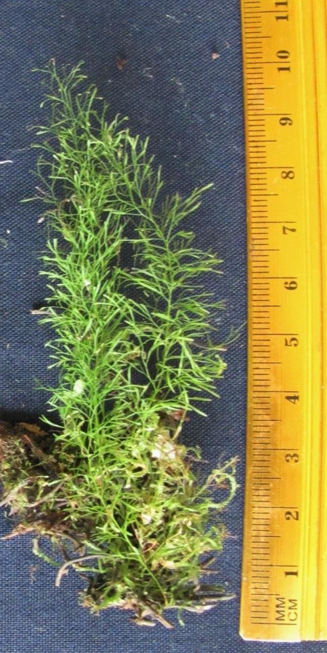 Trichomanes capillaceum other