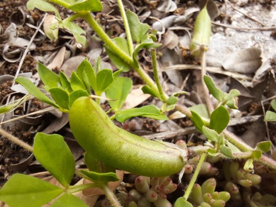 Lotus edulis fruit