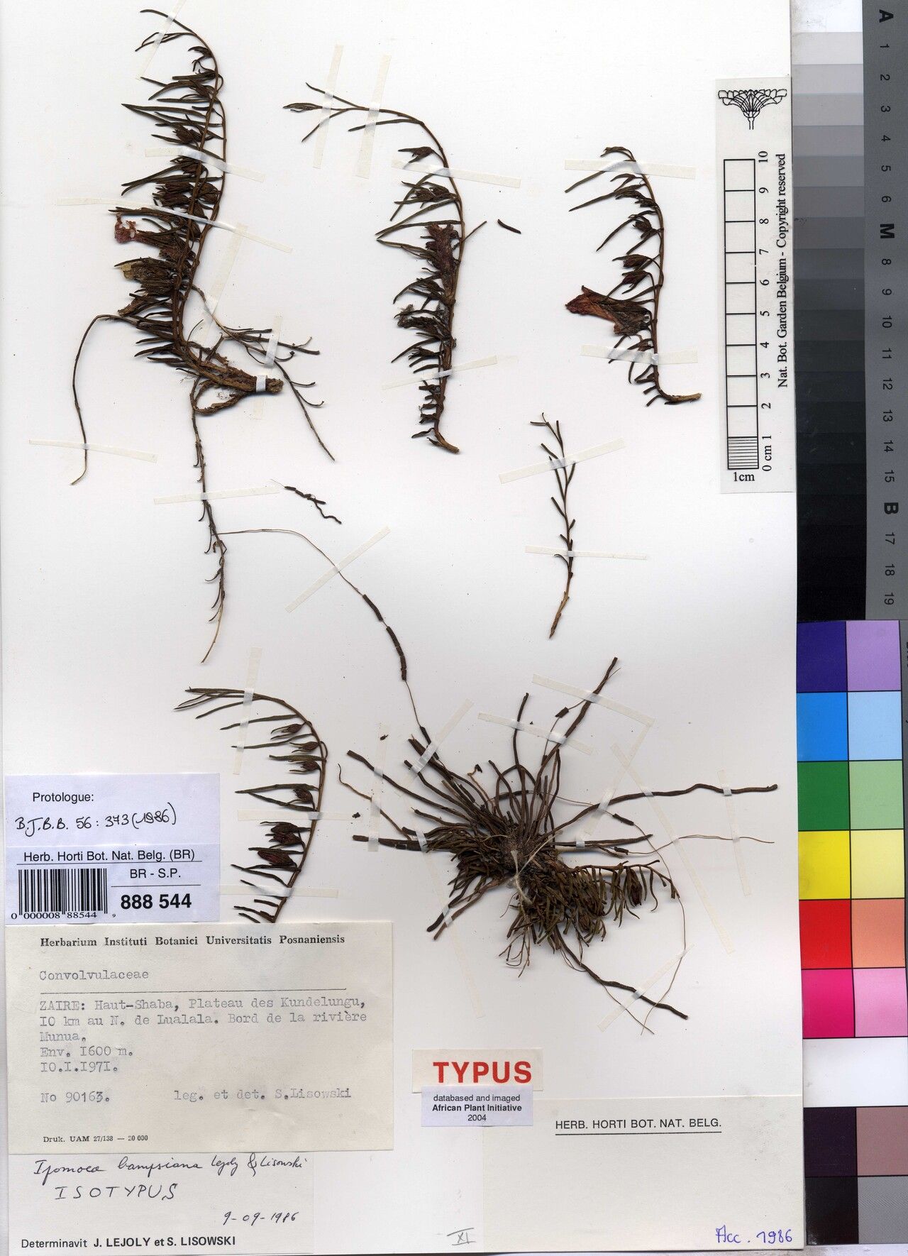 Ipomoea bampsiana — houseplant care guide