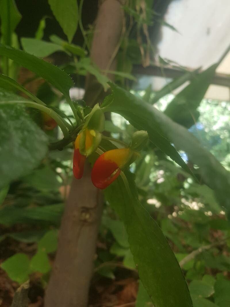 Impatiens niamniamensis fruit