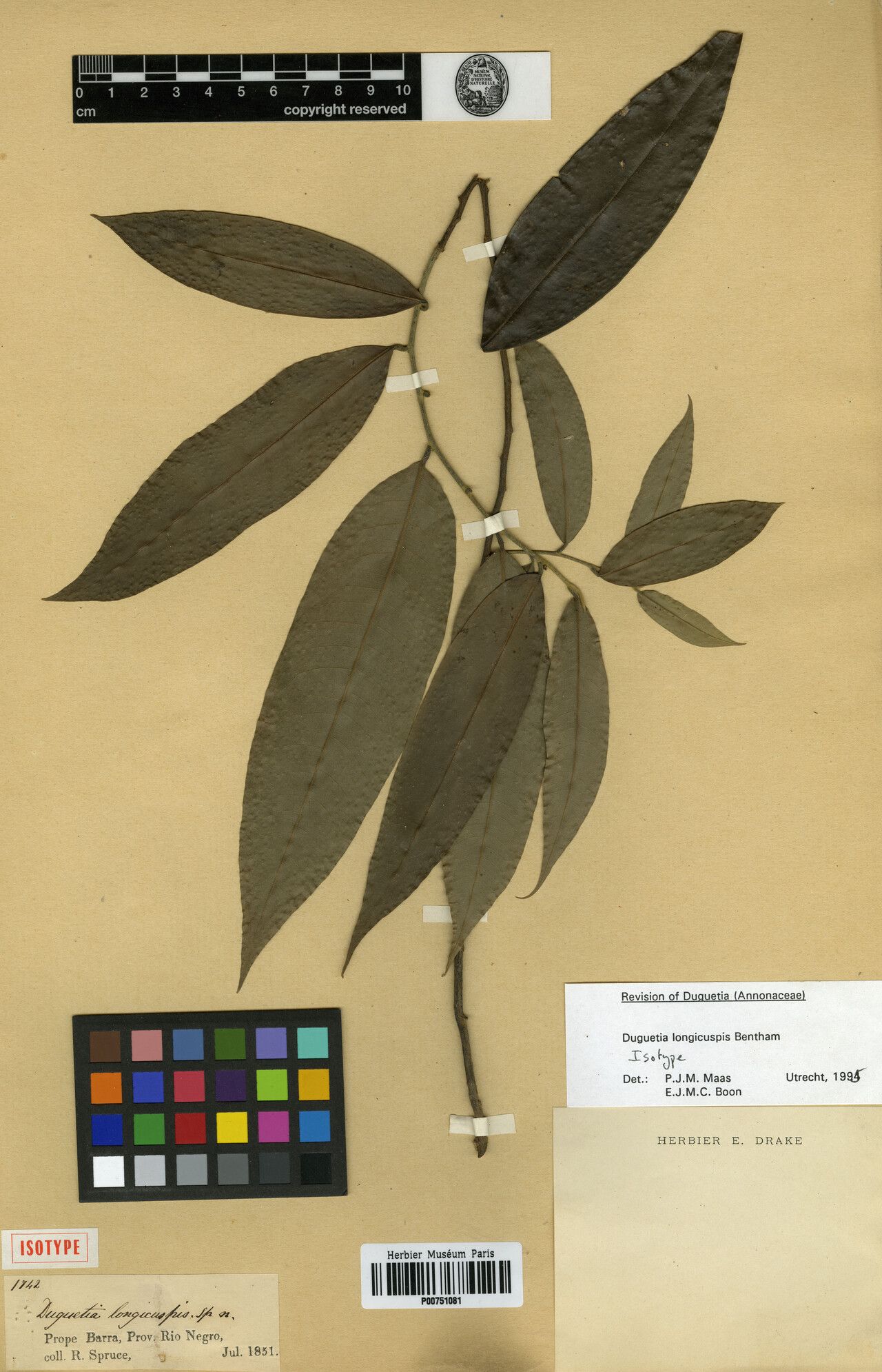 Duguetia longicuspis leaf