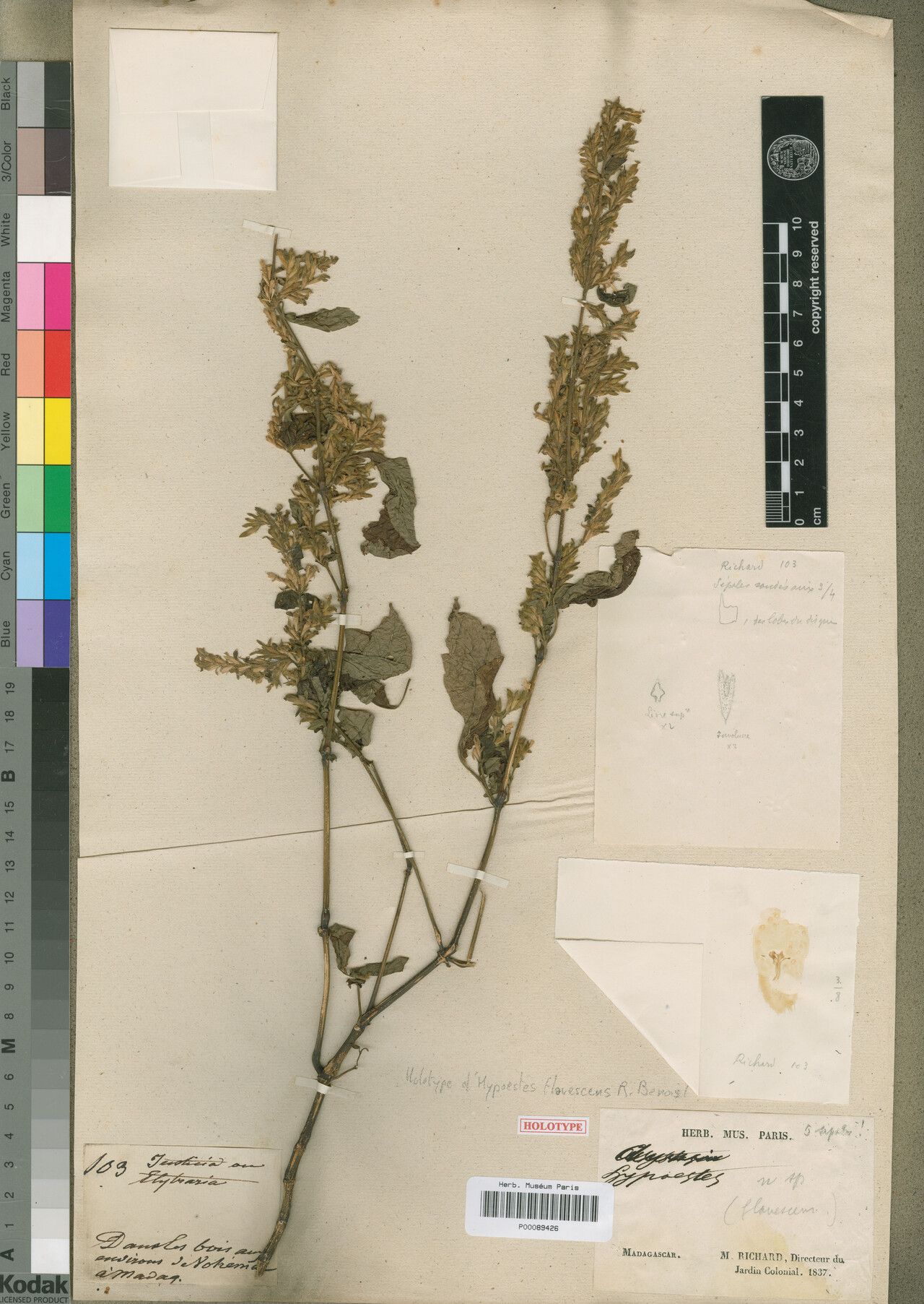 Hypoestes flavescens — houseplant care guide