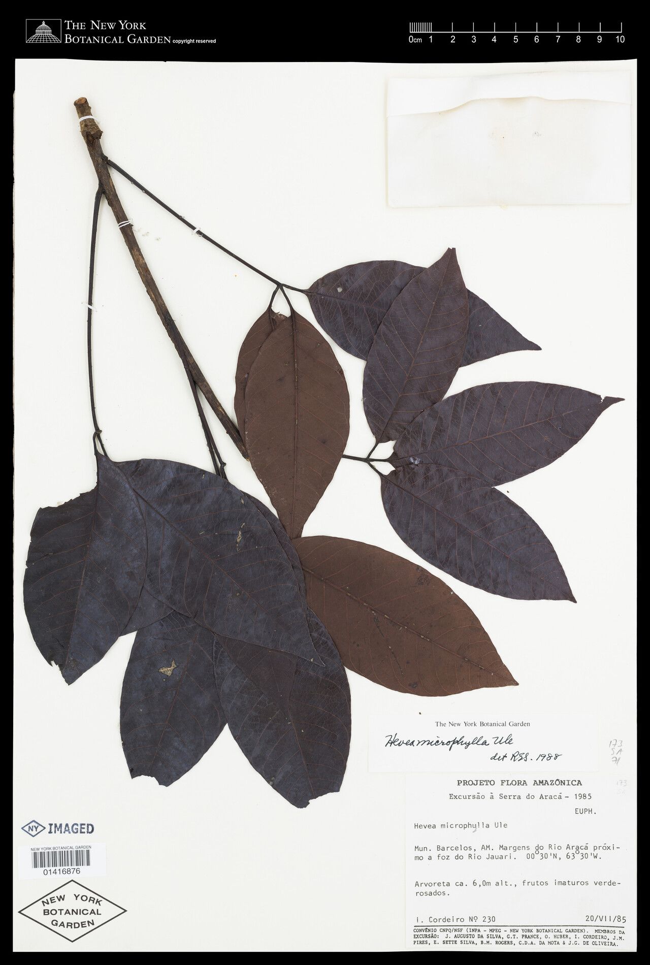 Hevea microphylla — related species from the same genus