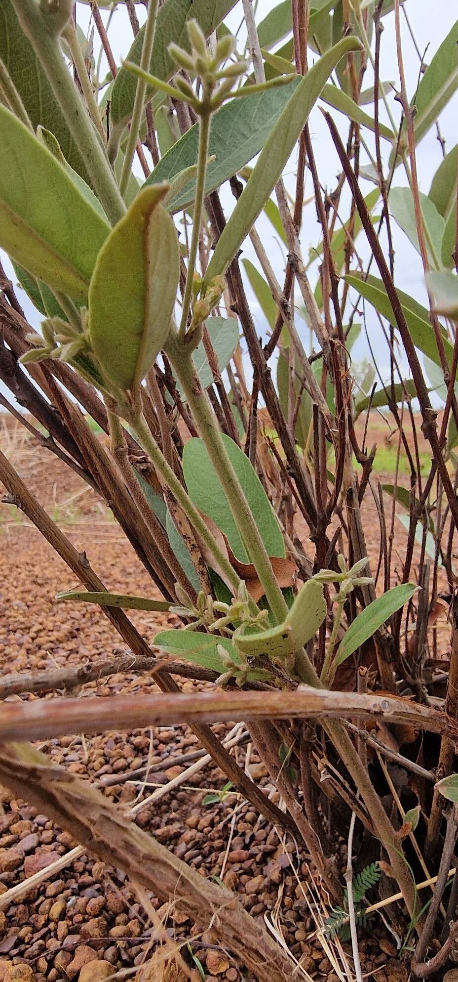 Combretum sericeum bark