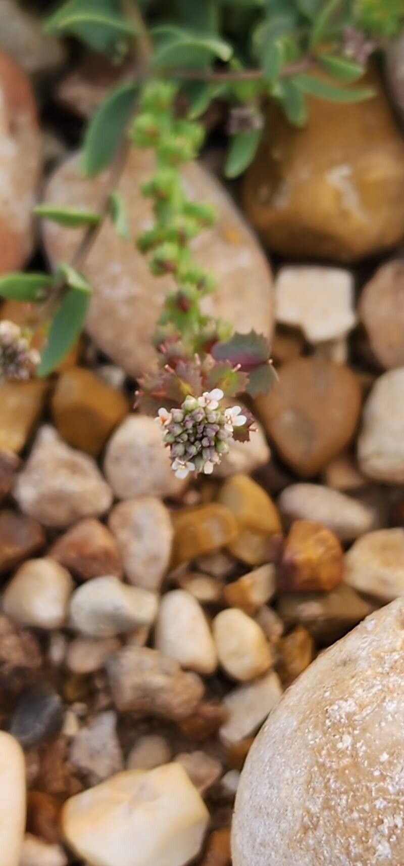 Aethionema carneum flower