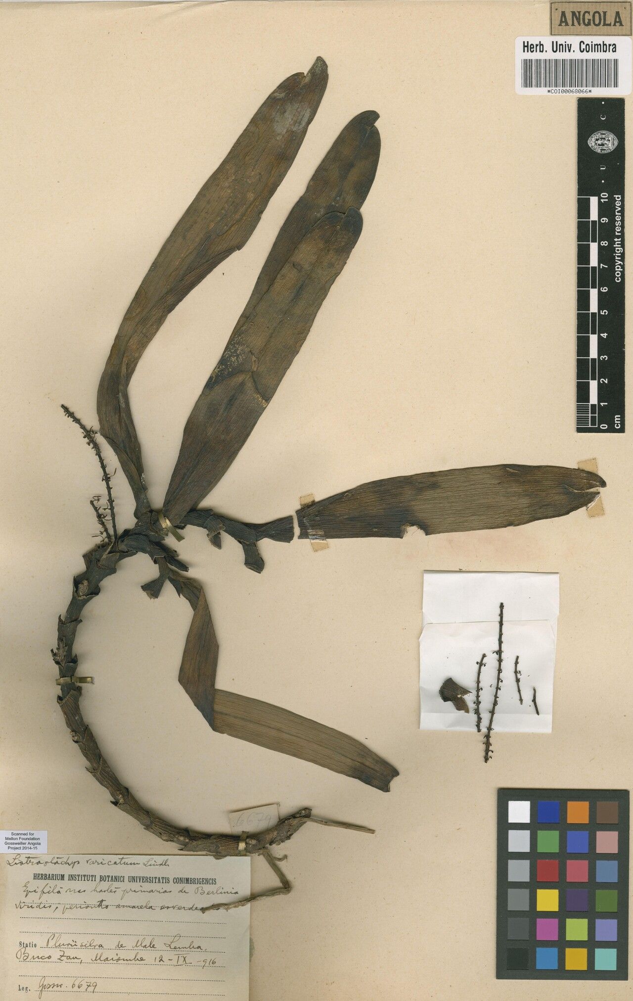 Diaphananthe vagans — houseplant care guide