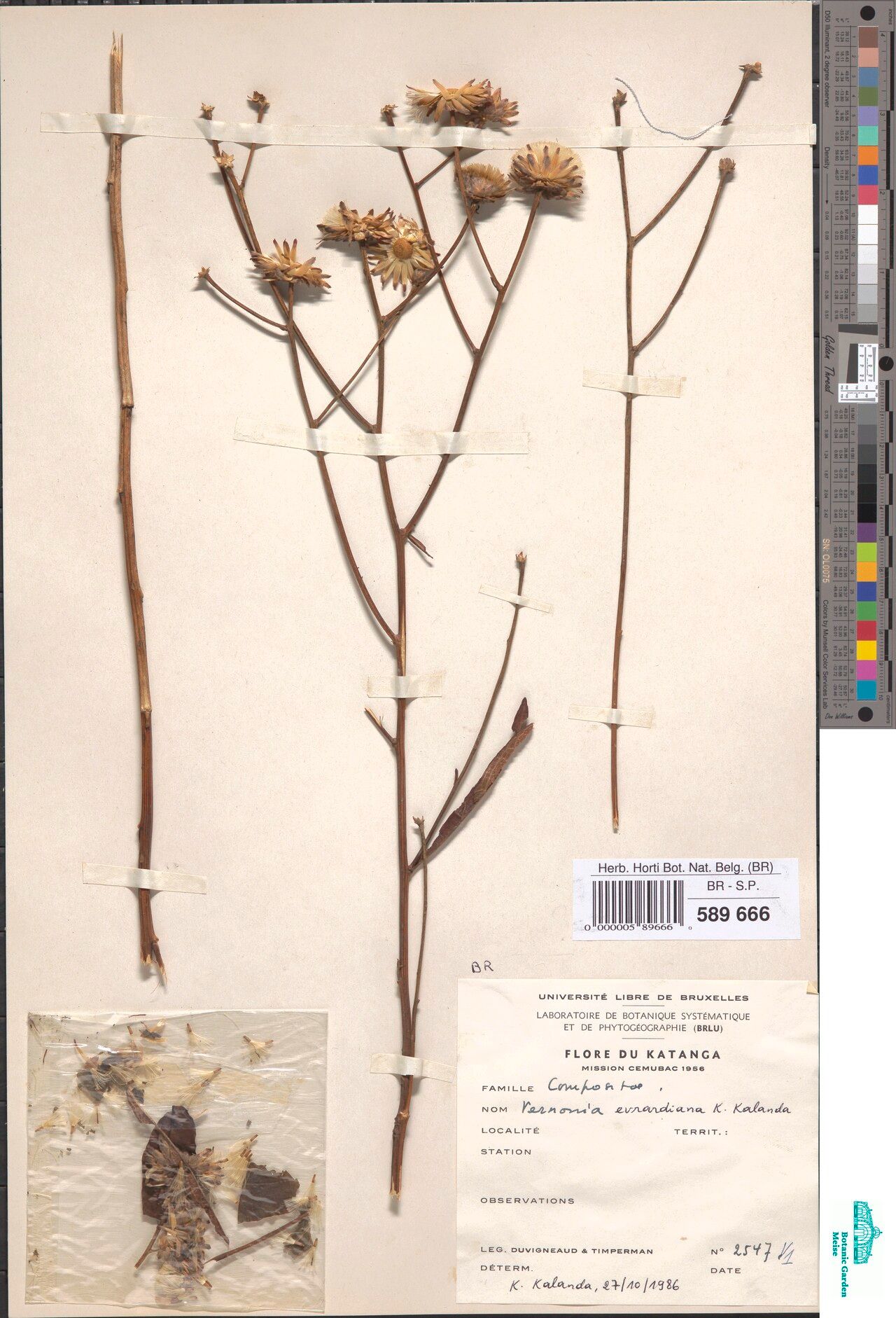 Vernonia evrardiana — houseplant care guide