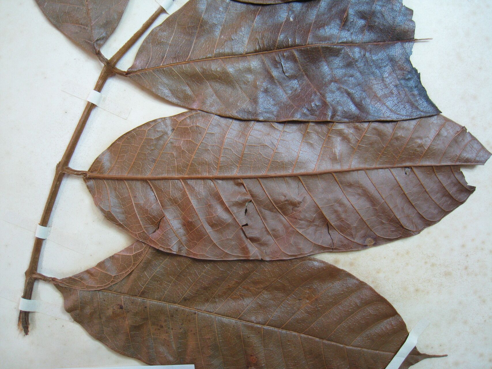 Protium calendulinum — houseplant care guide