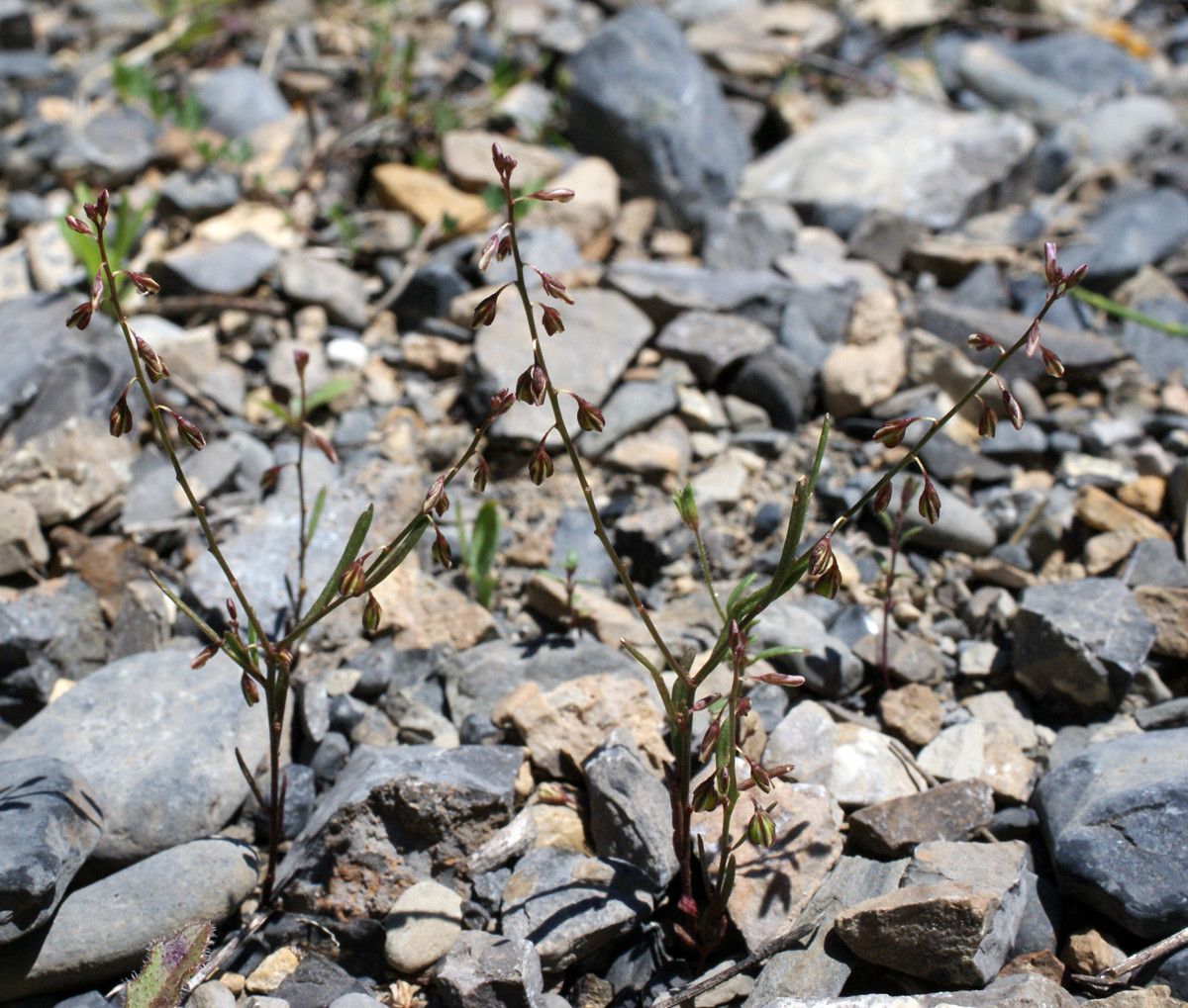 Polygala exilis habit