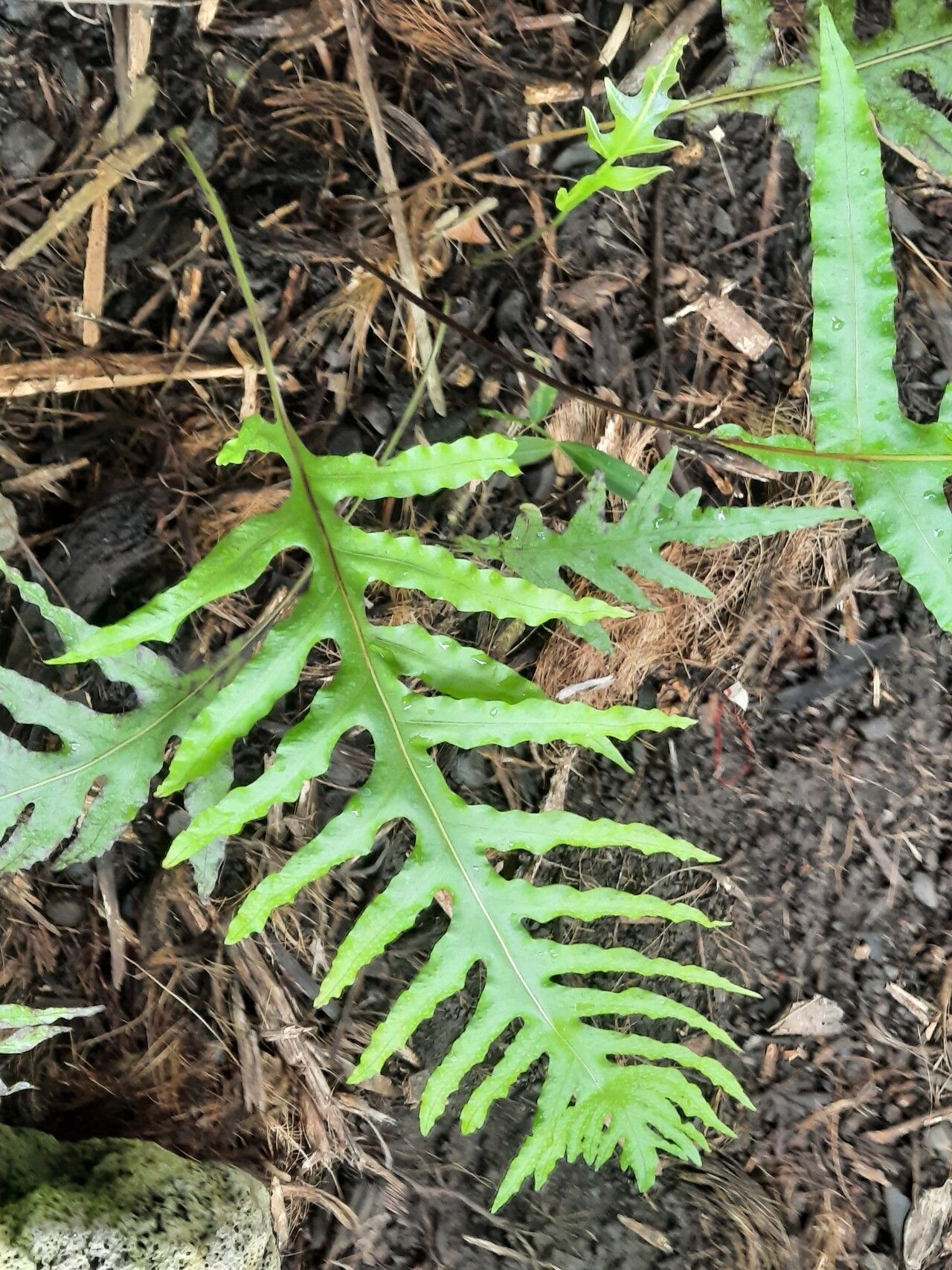 Microsorum commutatum