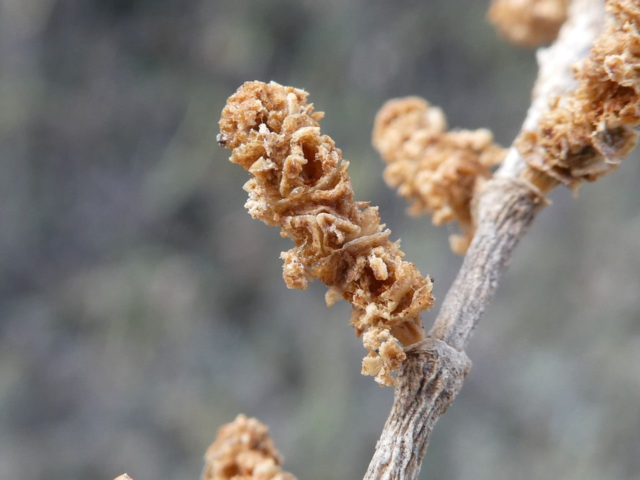 Salicornia perennans fruit