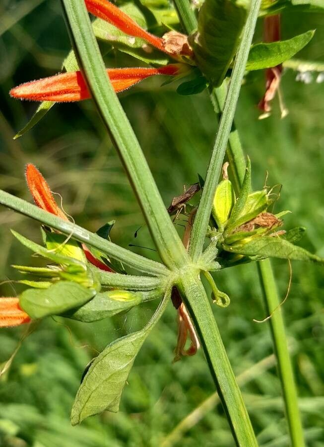 Dicliptera squarrosa bark
