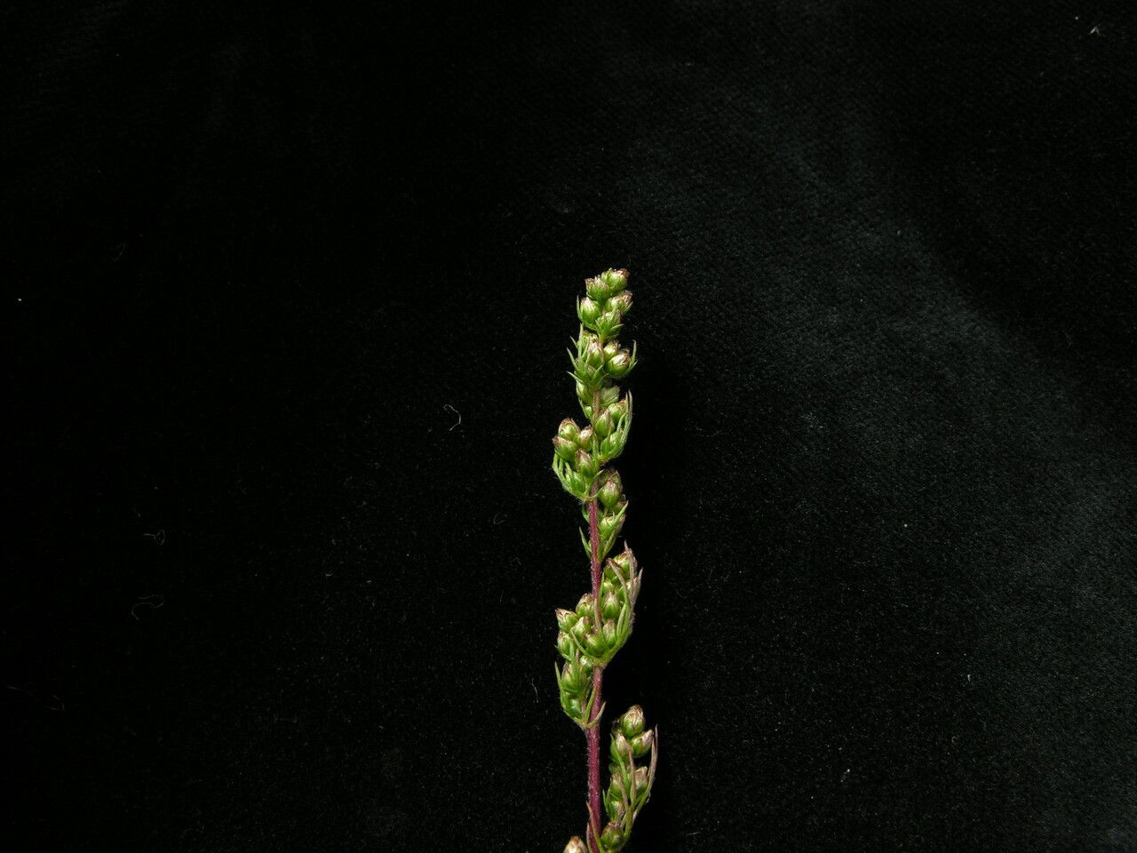 Artemisia stricta habit