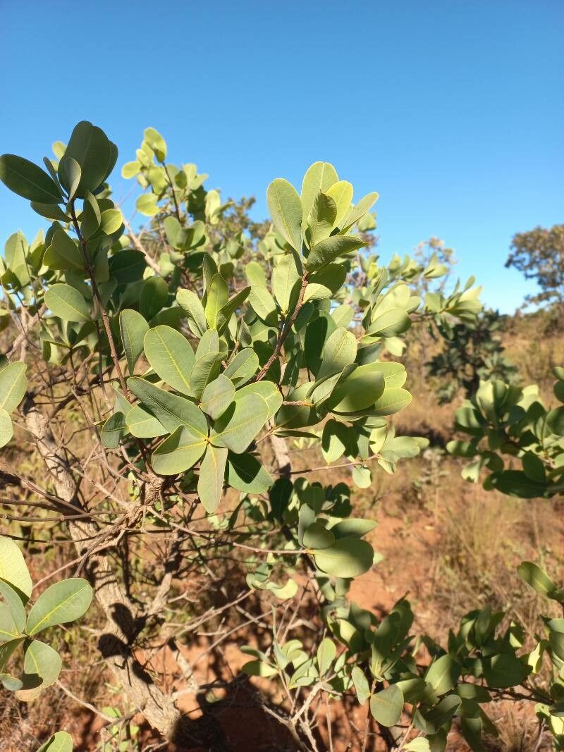 Croton antisyphiliticus leaf