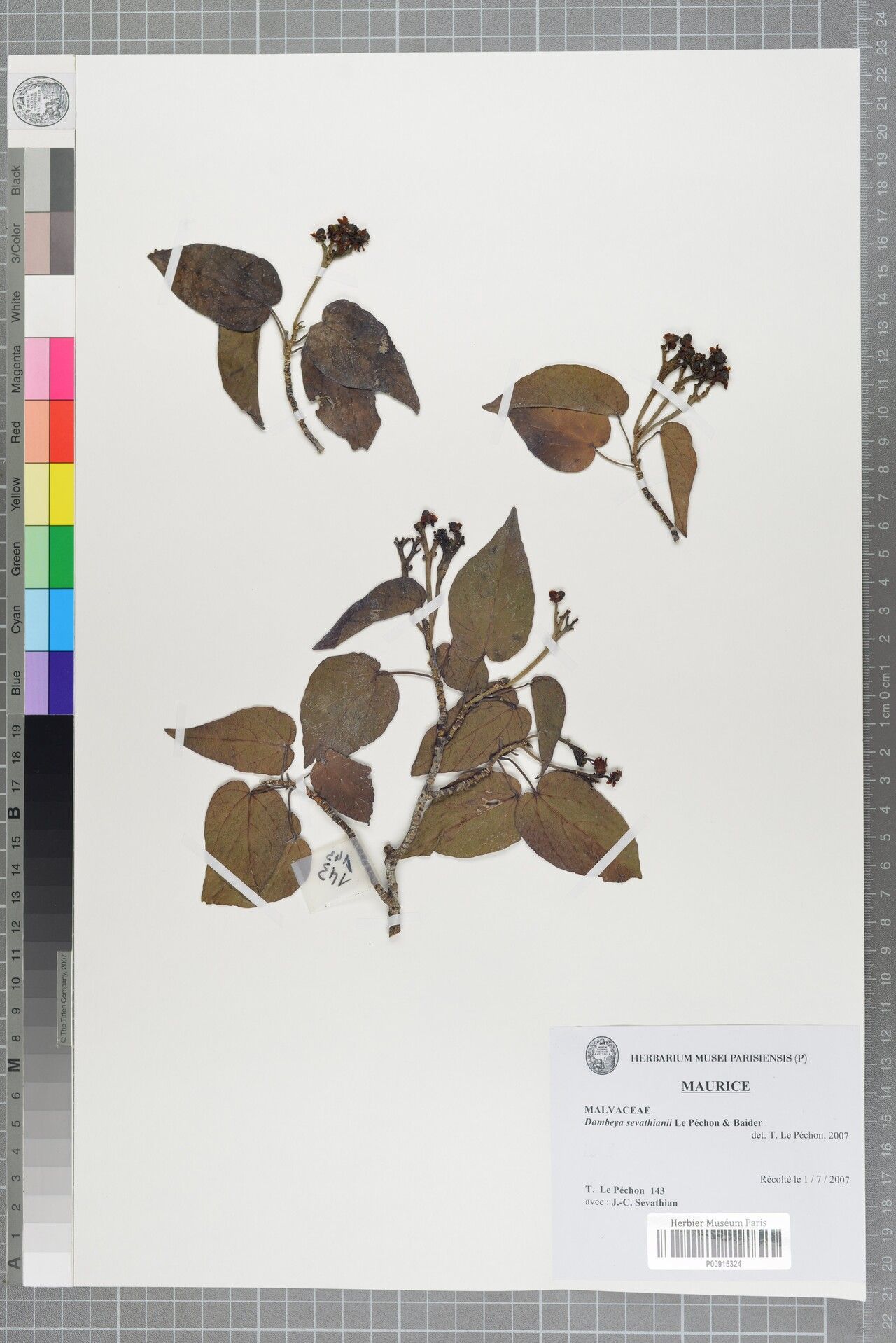 Ruizia sevathianii — houseplant care guide