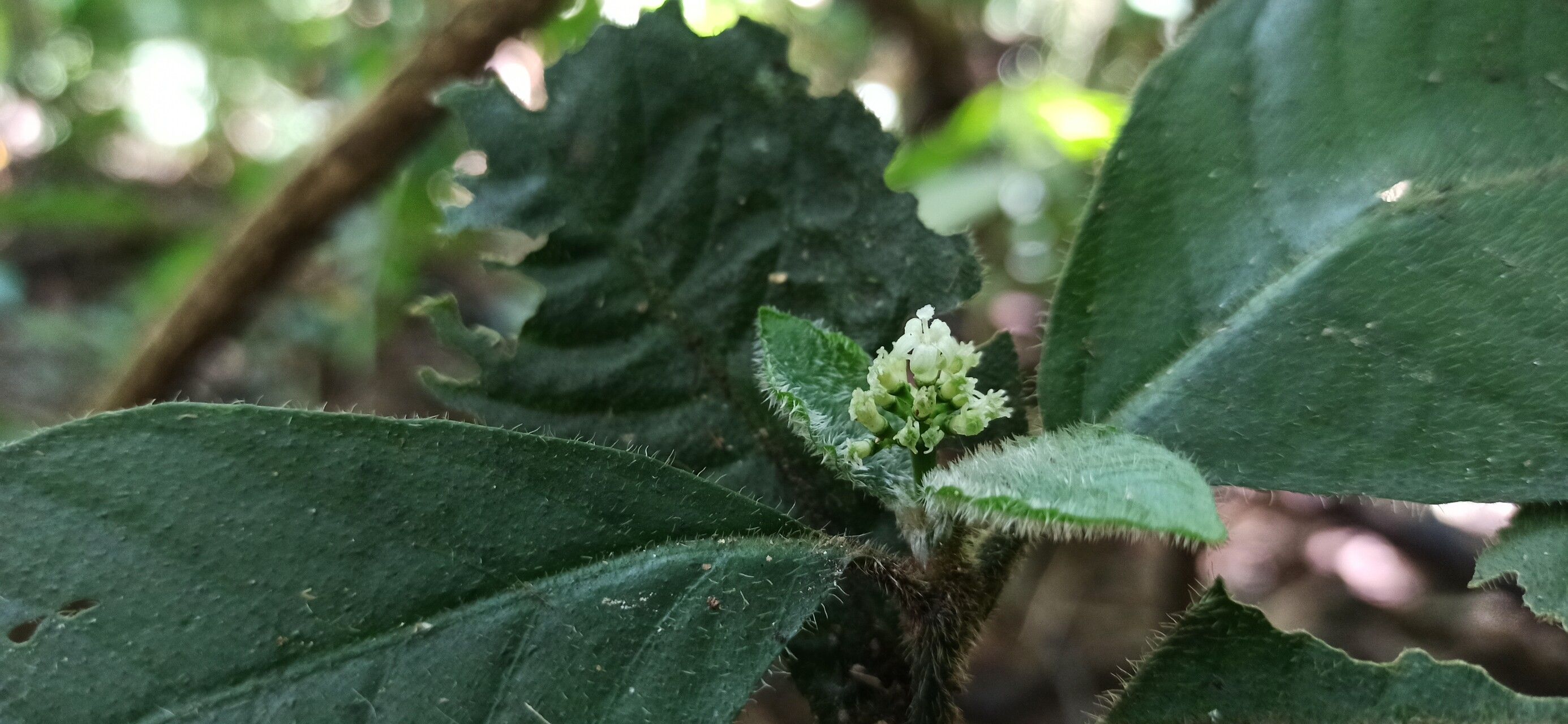 Psychotria humilis flower