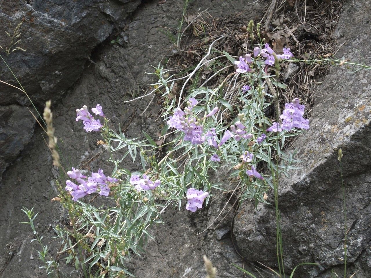Penstemon sepalulus habit
