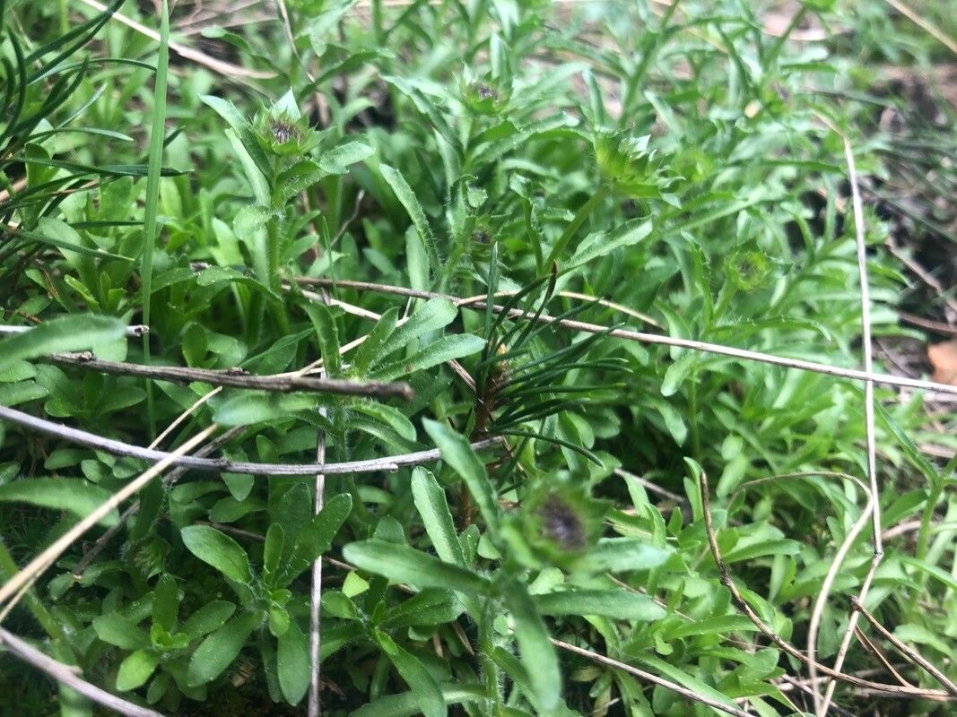 Jasione crispa — related species from the same genus