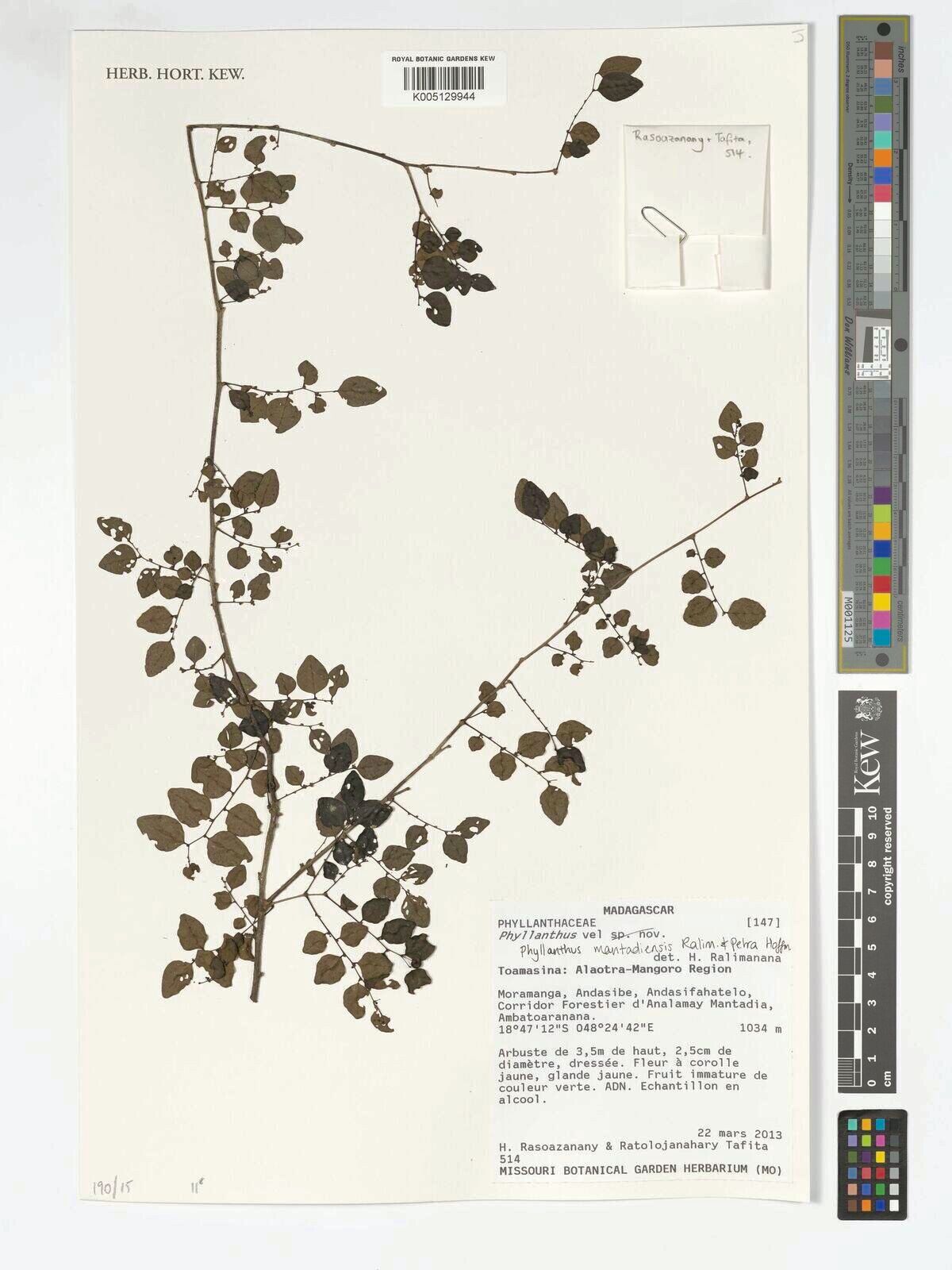 Phyllanthus mantadiensis — houseplant care guide