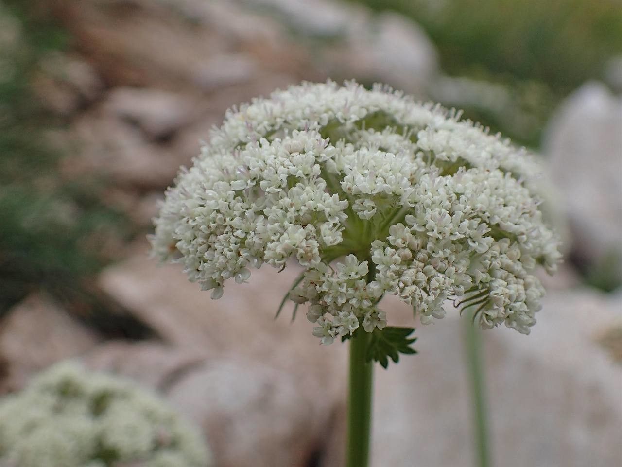 Seseli libanotis flower