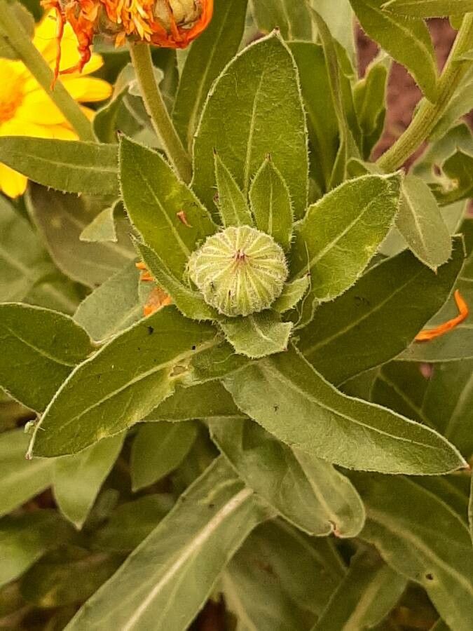 Calendula stellata