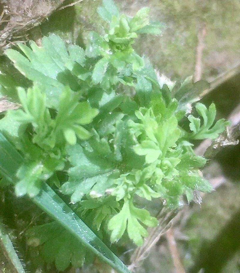 Alchemilla australis habit