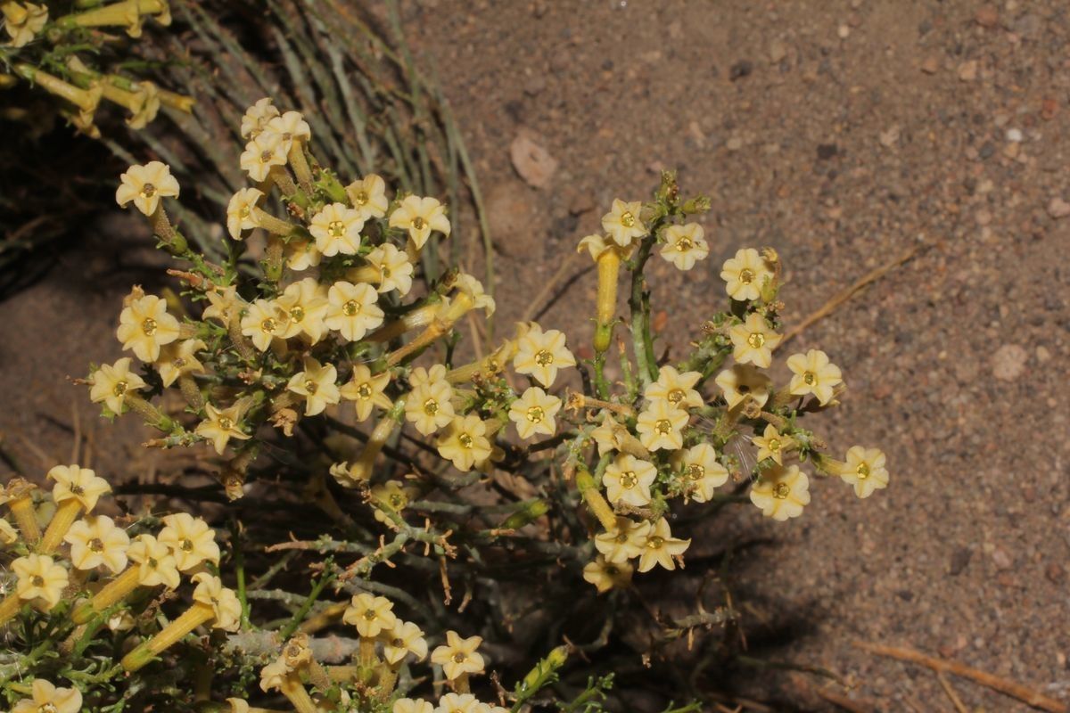 Fabiana densa flower