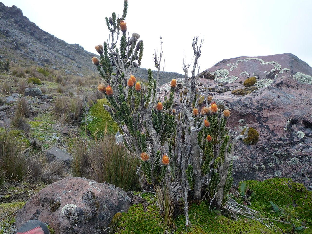 Chuquiraga jussieui leaf
