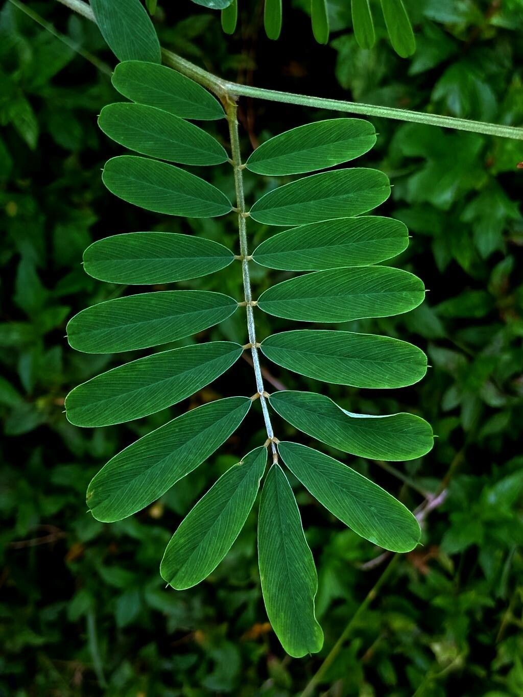 Tephrosia noctiflora leaf