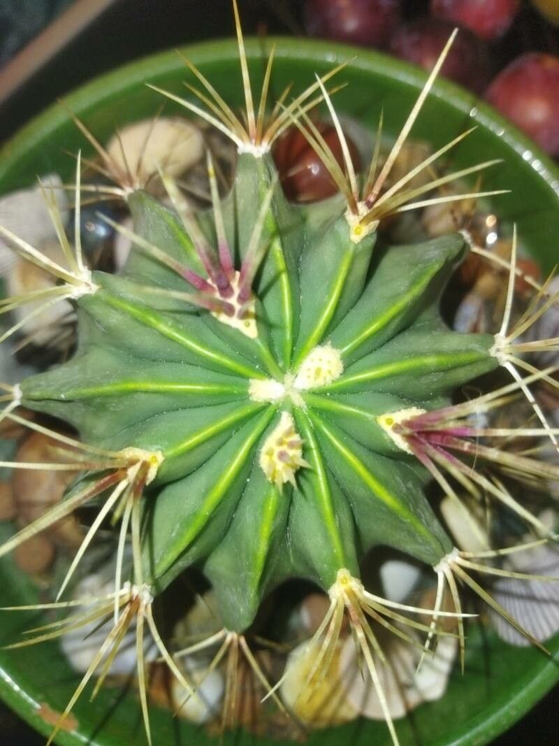 Ferocactus haematacanthus habit