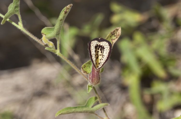 Aristolochia coryi flower