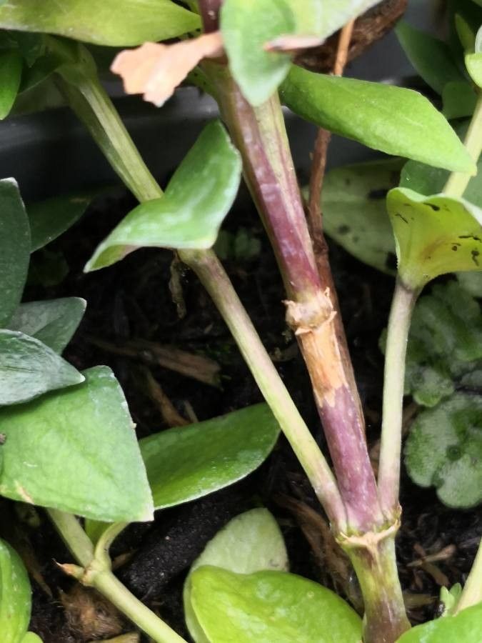 Gentiana scabra bark