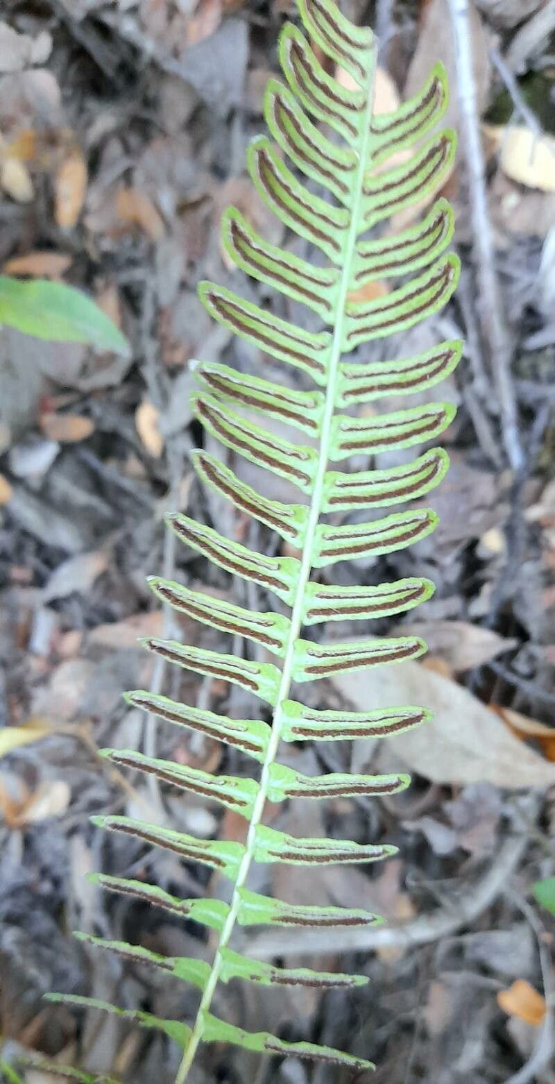 Blechnum hastatum fruit