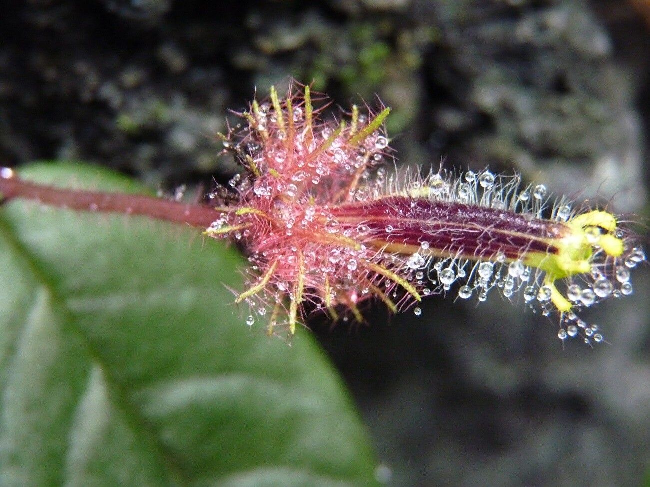 Columnea minor — search result for 'Columnea'