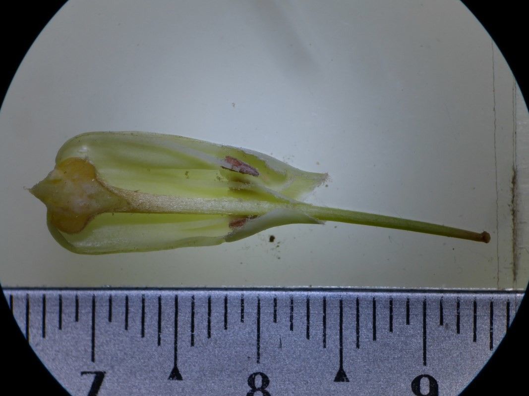 Planchonella rheophytopsis other