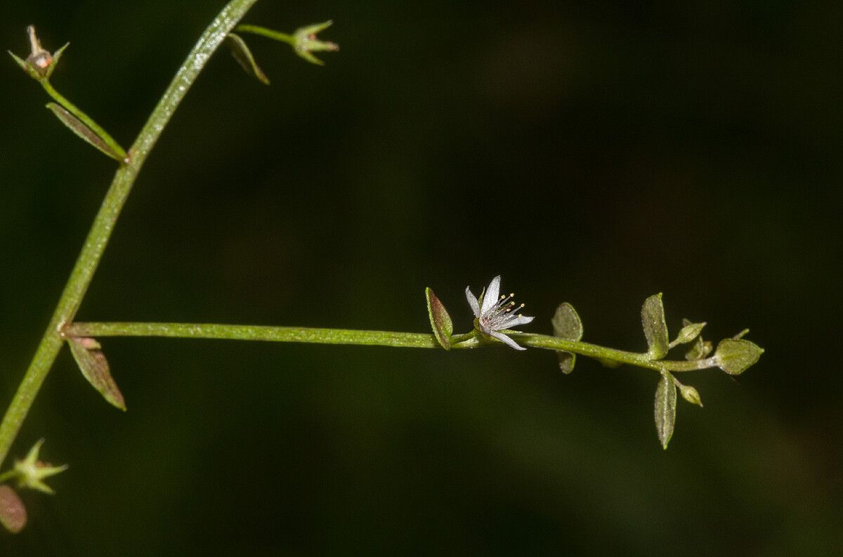 Lysimachia barbata — search result for 'Lysimachia'