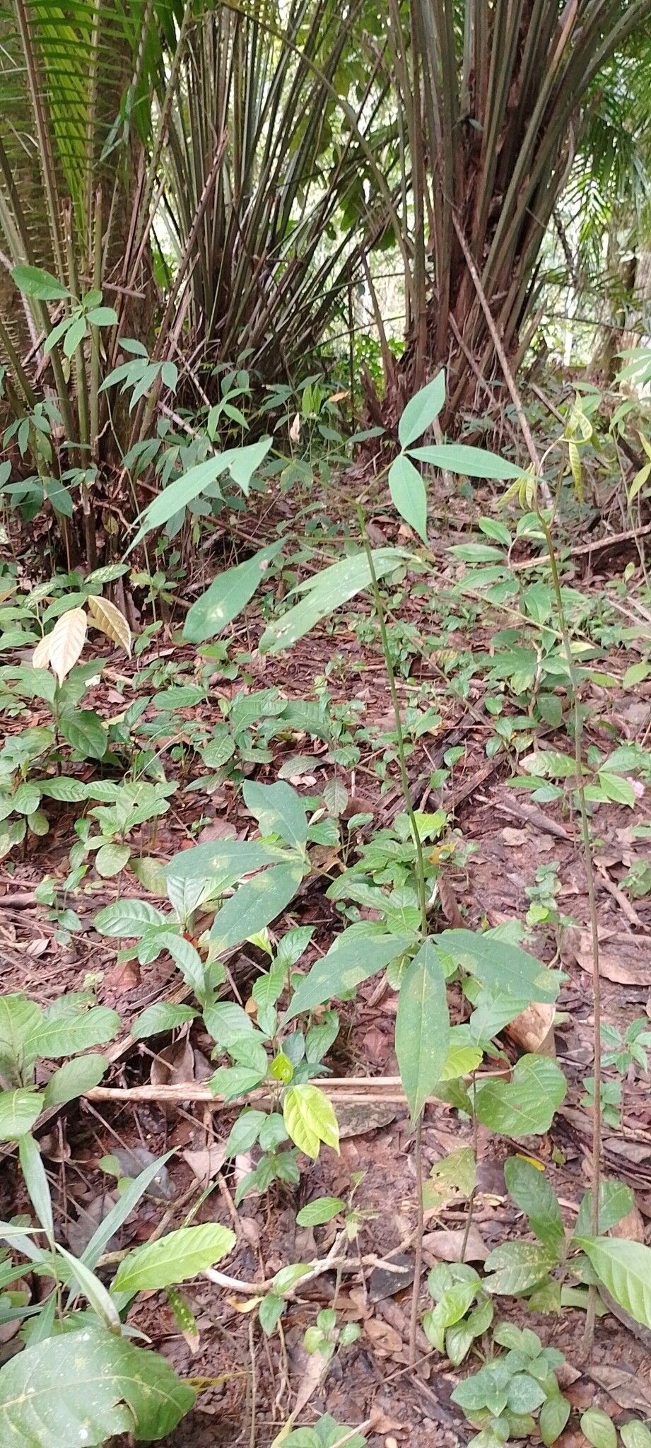 Hevea pauciflora habit