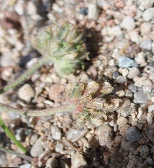 Astragalus echinatus fruit