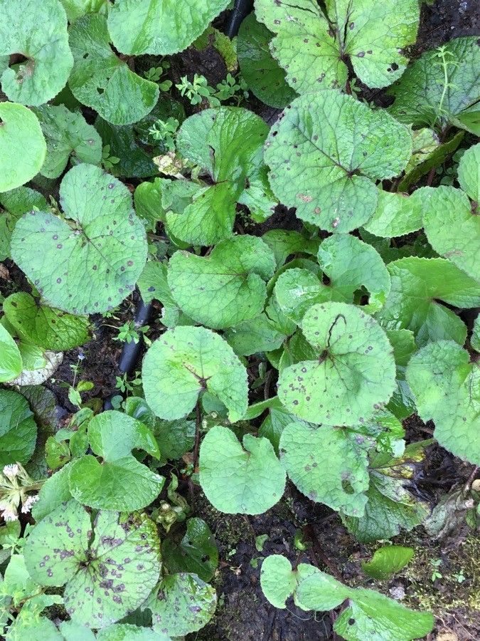 Petasites fragrans leaf