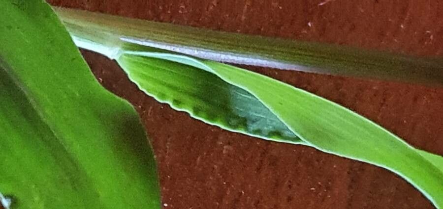 Eriochloa meyeriana leaf