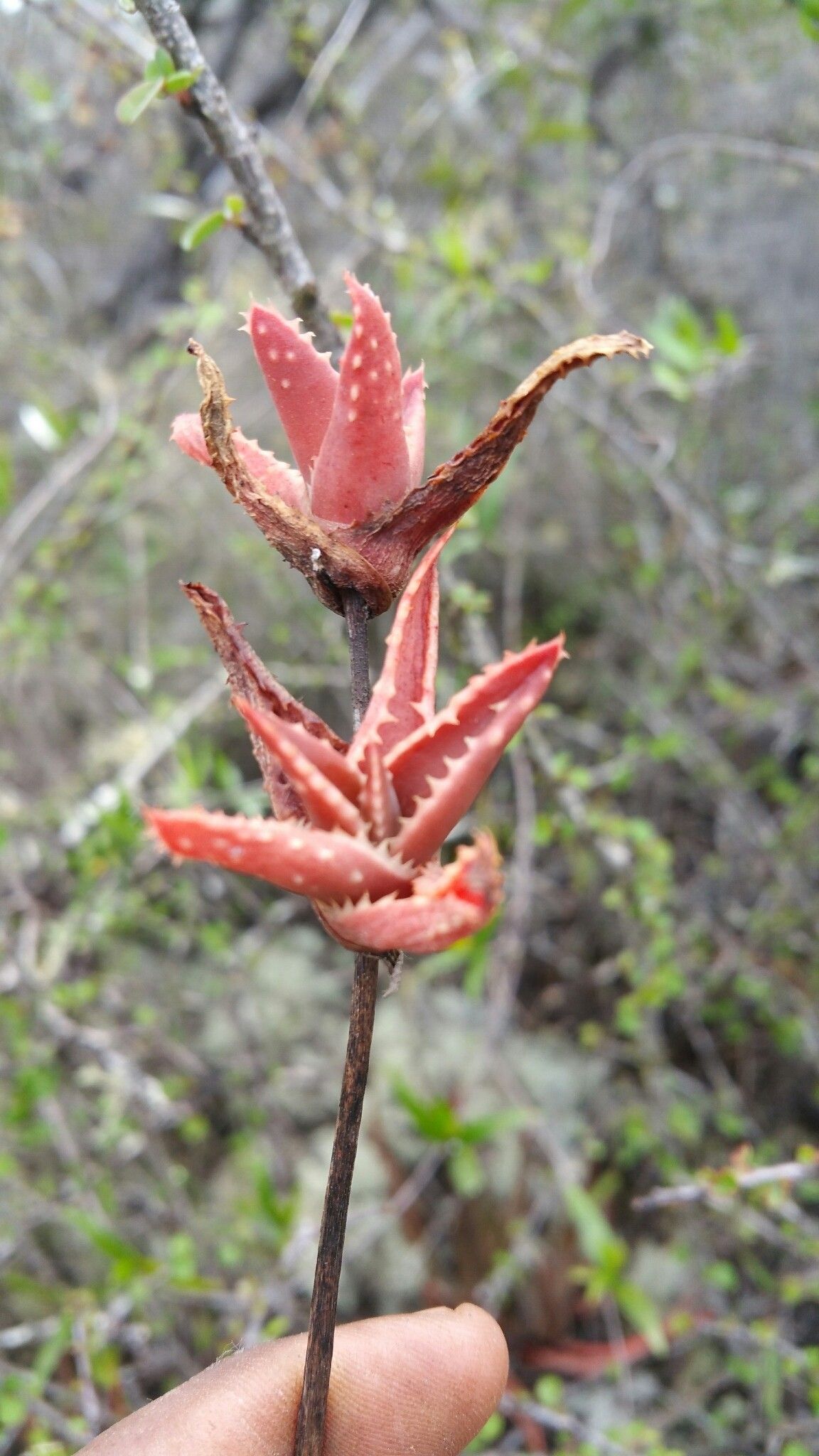 Aloe leandrii flower