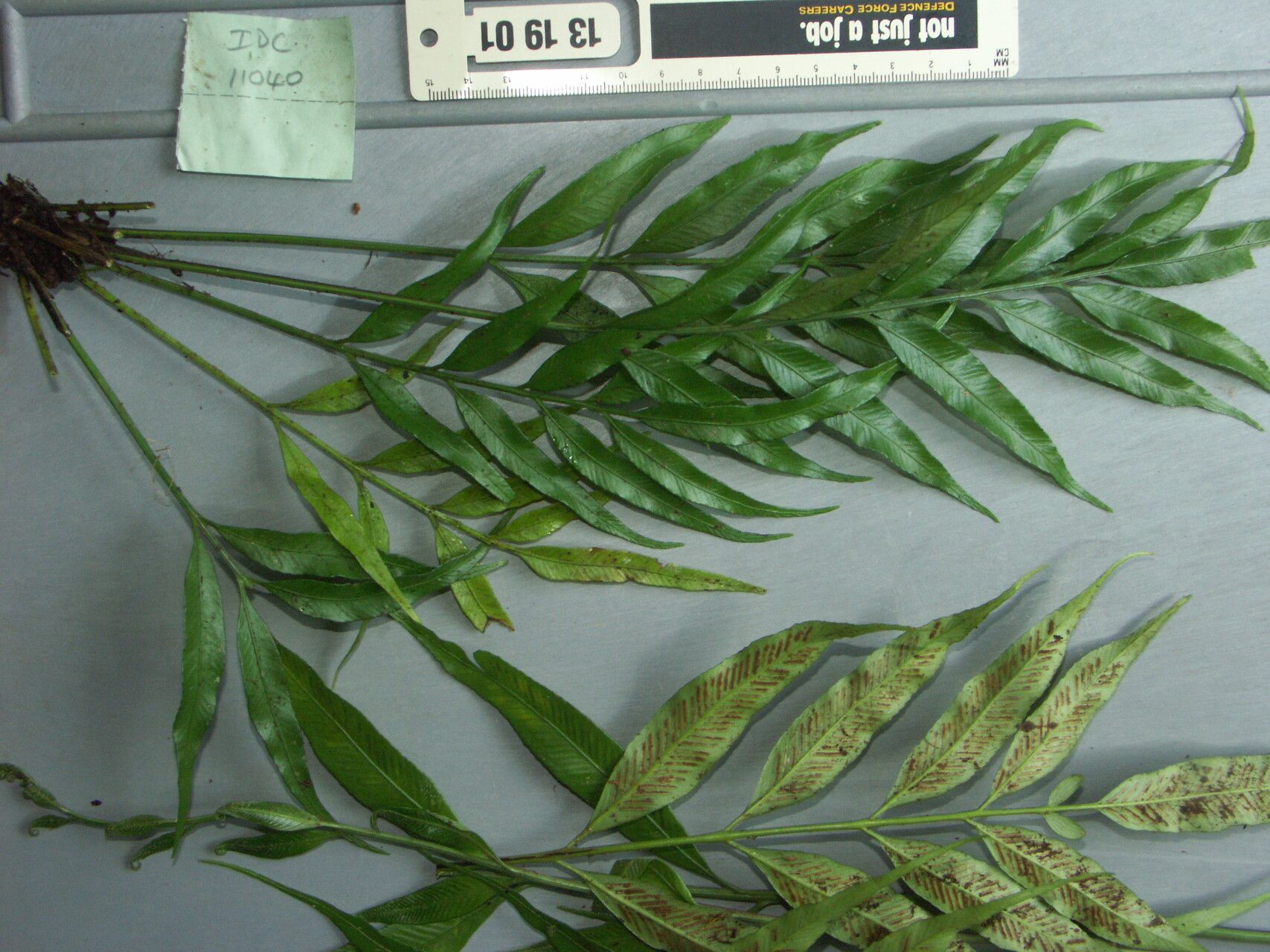 Asplenium salignum — houseplant care guide