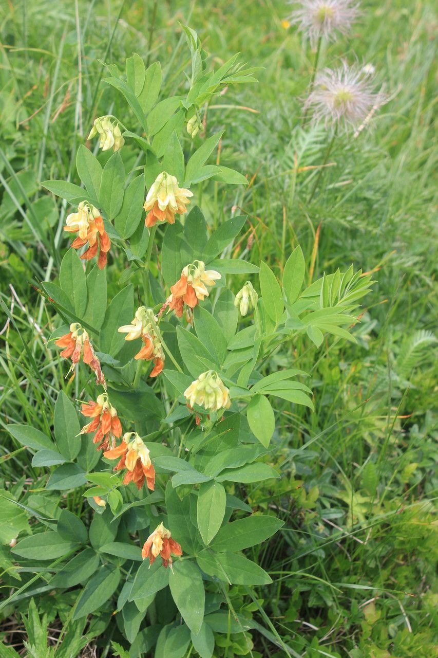 Lathyrus ochraceus leaf