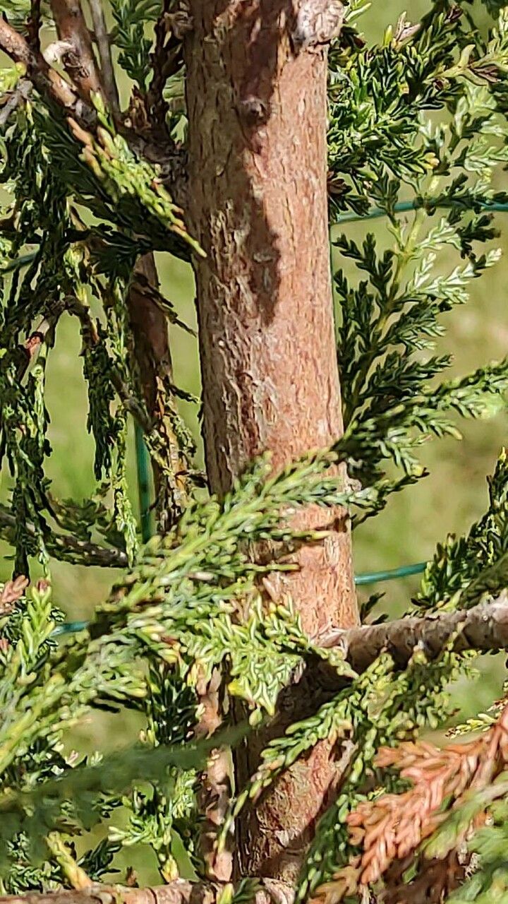 Austrocedrus chilensis bark