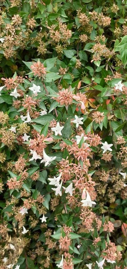 Abelia triflora flower