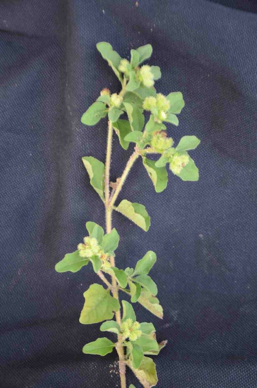 Acanthospermum australe leaf